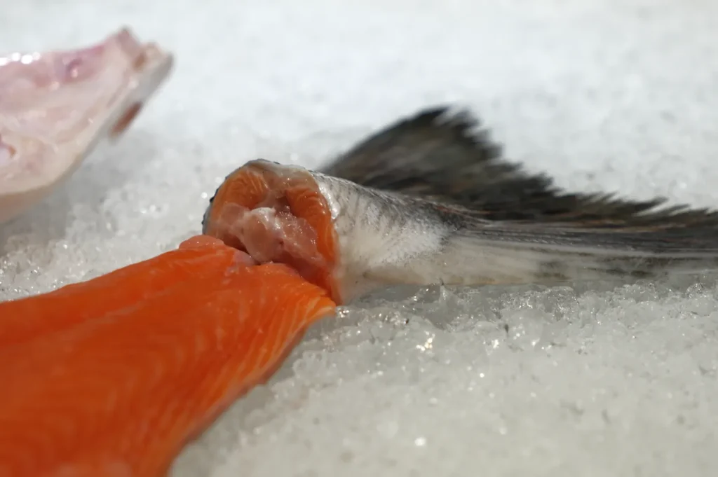 A close-up of a salmon fillet with skin and head partially visible, resting on a bed of ice.